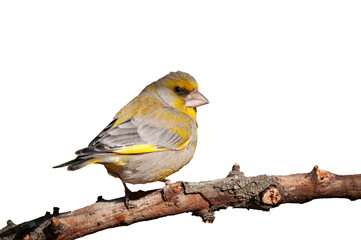 Obraz premium A yellowish-green European Greenfinch perched on an isolated tree branch against a transparent background—an ornithology and wildlife concept.