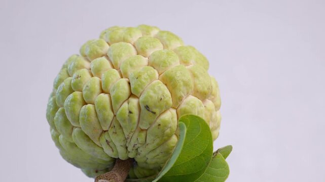 Fresh whole custard apple (sugar apple / sweetsop) slowly rotating in a seamless loop.