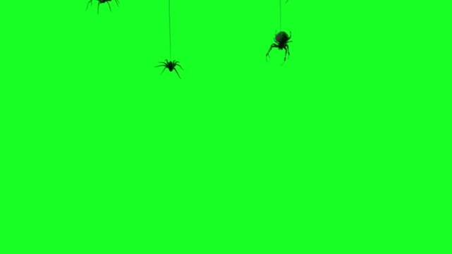 Black spiders dangling down on webs on a green screen key, creating a spooky halloween motion background animation