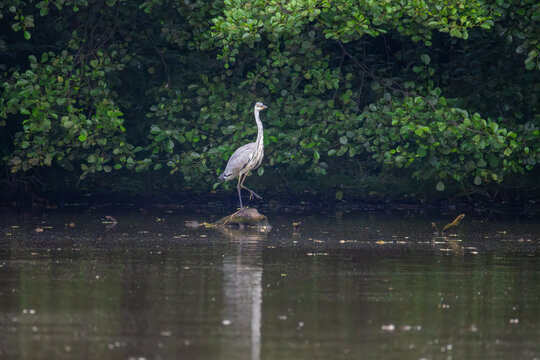 Juvenile grey heron standing on stone in lake water against green forest background on overcast day
