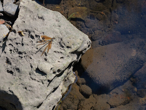Adult antlion of the family Myrmeleontidae resting on a light-colored rock beside water. Its transparent, finely veined wings create a distinctive yellowish shadow on the stone in bright sunlight.