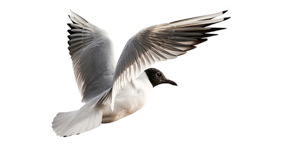 Obraz premium Black-headed gull in flight with wings spread wide
