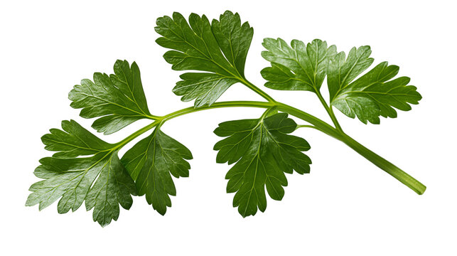 Fresh green flat leaf parsley sprig with serrated foliage