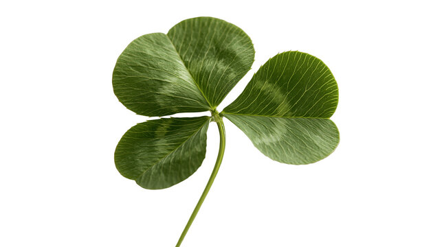 Four leaf clover with vibrant green heart shaped leaflets and delicate veins