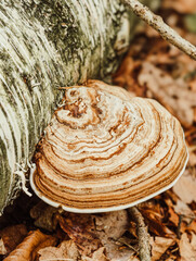 A bracket fungus grows on a birch log, displaying layered, brown and cream patterns. It sits on decaying leaves. © P.W-PHOTO-FILMS