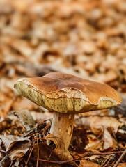 Fototapeta premium A brown mushroom stands on fallen leaves. It features a textured cap and stem, set in a forest floor.