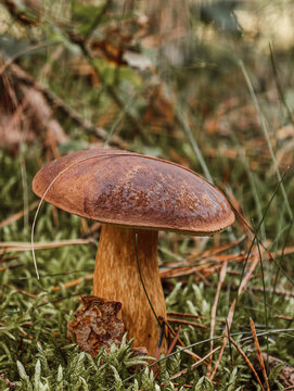 A large brown mushroom stands amidst fallen leaves and moss. It features a textured cap and sturdy stem.