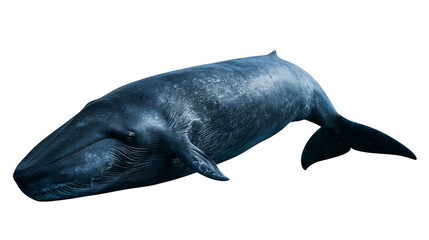 Large blue whale swimming with textured skin and fins © Fraser