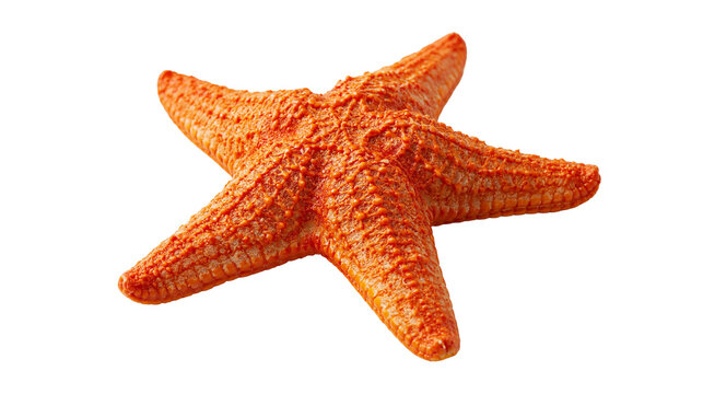 Vibrant orange starfish with textured bumpy skin and five pointed arms