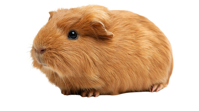 Ginger brown guinea pig with soft fur and dark eyes