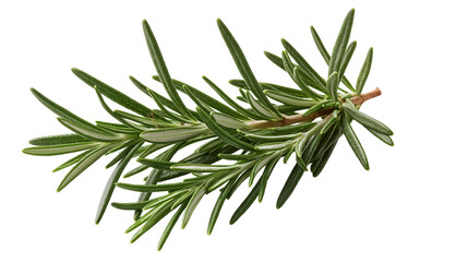 Fresh green rosemary herb sprig with needle-like leaves © Fraser