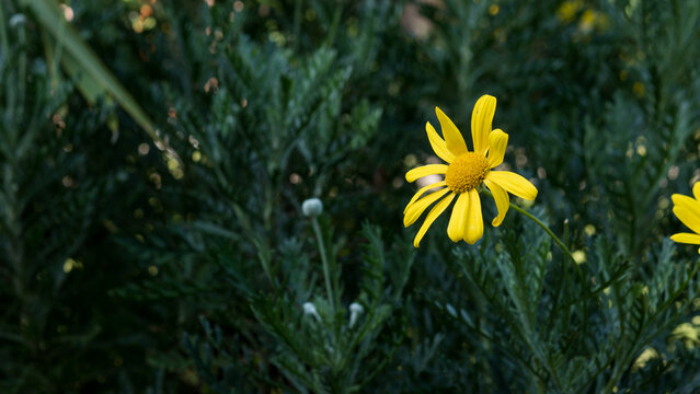 Bright Yellow Daisy Flowers with Tiny Fly on Petals, Golden Marguerite Bloom Among Feathery Foliage &mdash; Garden Wildlife and Pollinator Concept