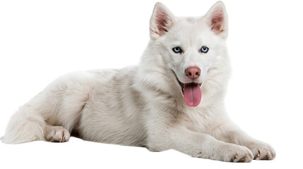 White Siberian Husky dog with blue eyes lying down with tongue out © Fraser