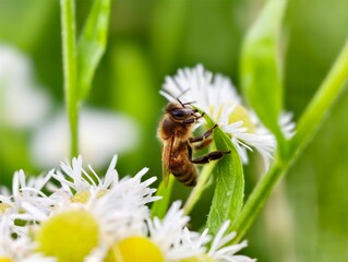 A bee gathers nectar from white daisy blossoms amidst green foliage. © P.W-PHOTO-FILMS
