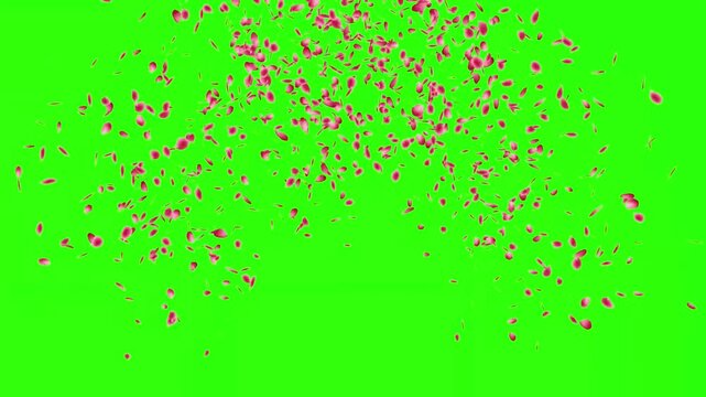 Red rose petals exploding and falling isolated on green screen chroma key background