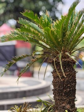 Close-Up View of a Small Cycad Sago Palm Plant with Textured Trunk and Green Fronds