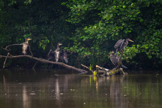Four great cormorants spreading wings to dry feathers on fallen log in lake near forest shore on overcast day