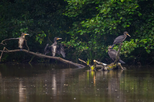 Four great cormorants spreading wings to dry feathers on fallen log in lake near forest shore on overcast day