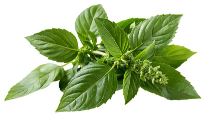 Fresh green Thai basil sprig with pointed leaves and flowering inflorescence © Elodie