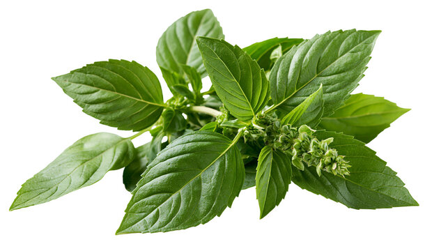 Fresh green Thai basil sprig with pointed leaves and flowering inflorescence