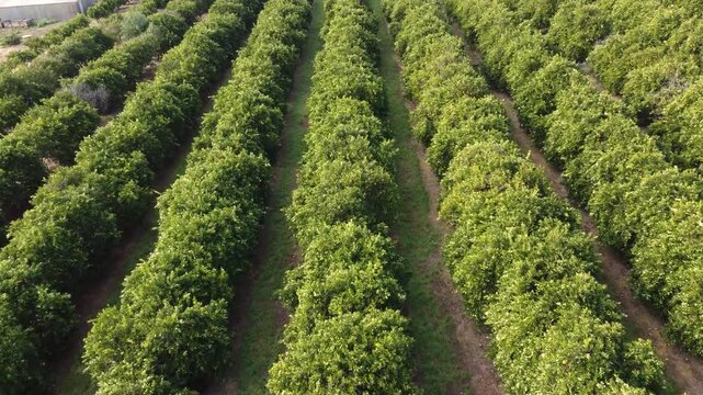 Orange tree orchard aerial view, sustainable agriculture and fruit farming concept, drone footage of rows of citrus trees in a plantation. Large scale cultivation and food production industry