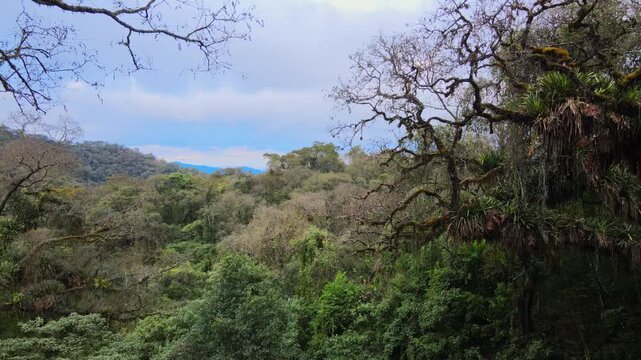 Dense Yungas cloud forest canopy fills the frame as moss-covered trees and epiphytes rise under a cloudy sky in Jujuy, Argentina.