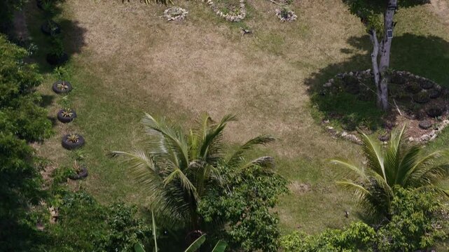 Aerial view moving over organic farmland with trees, plants, and a thatched hut in Bohol