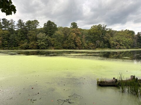 Log and Algae in Lake
