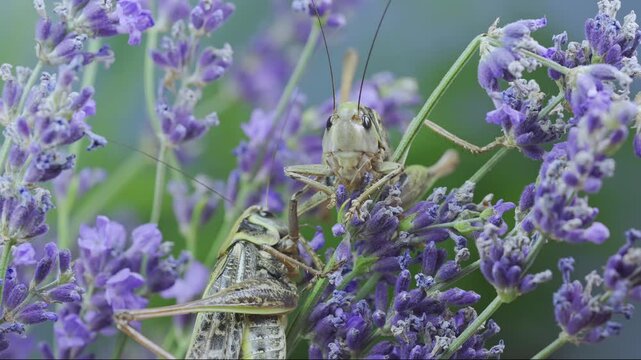 Closeup, male of wart-biter gently touches female with forepaw and tries to climb on her. They sway onto bright purple lavender flowers. Pair of grey grasshoppers on vibrant violet Lavandula blossoms