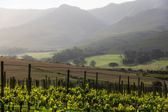 vineyard in muted afternoon light, Klein Mountains in the background, Stanford, South Africa