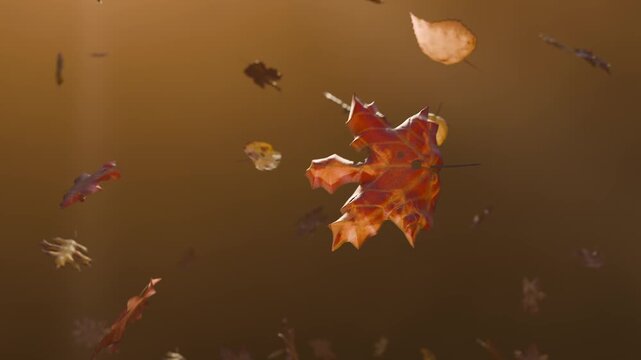 Focusing camera settling curled maple leaf rotating at warm backdrop with soft beams