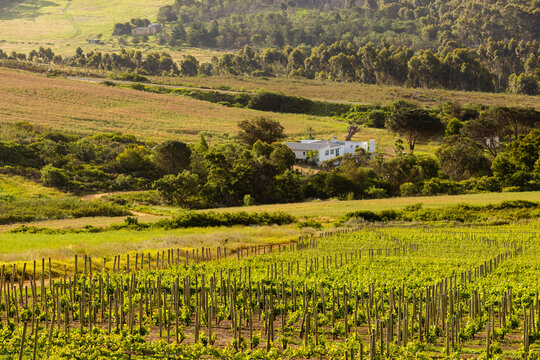 beautiful rolling hillsides and farmland, Klein Mountains in background, Stanford, South Africa