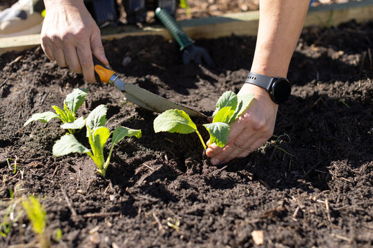 Asian mature male planting leafy seedlings in raised bed using orange trowel with black smartwatch