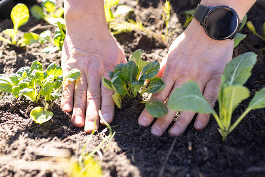 Asian mature man pressing soil around small leafy seedling in backyard bed wearing black smartwatch