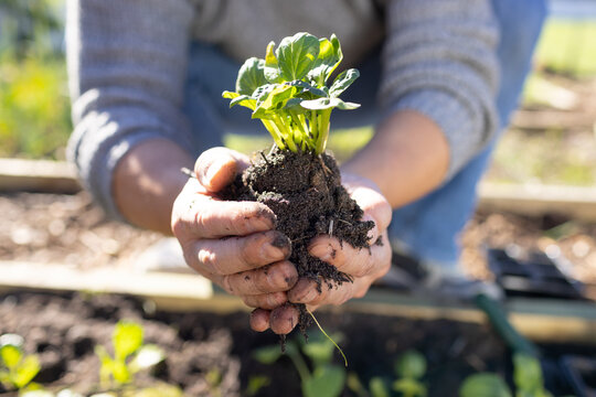 Asian man holding seedling with roots in hands at raised bed wearing gray sweater and jeans