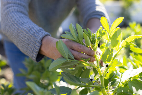 Asian mature male tending plant with hands in garden, wearing gray knit sweater and blue jeans