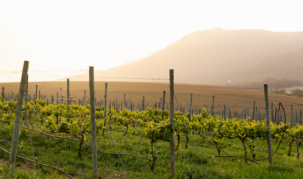 vineyard in muted afternoon light, Klein Mountains in the background, Stanford, South Africa