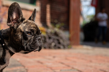 Close Up Profile Portrait Of French Bulldog Puppy © kodai