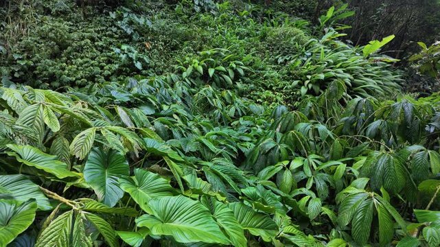 Dense lush tropical foliage covering hillside in Bali, vibrant green leaves and wet rainforest vegetation, natural jungle texture, botanical background for exotic travel themes and peaceful nature