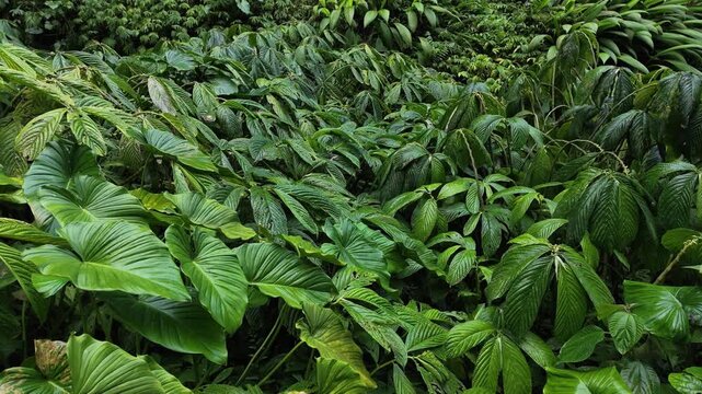 Dense tropical rainforest foliage with lush green ferns and broad wet leaves in a humid environment perfect for nature backgrounds or travel editorial, rich vegetation, organic texture, wild growth