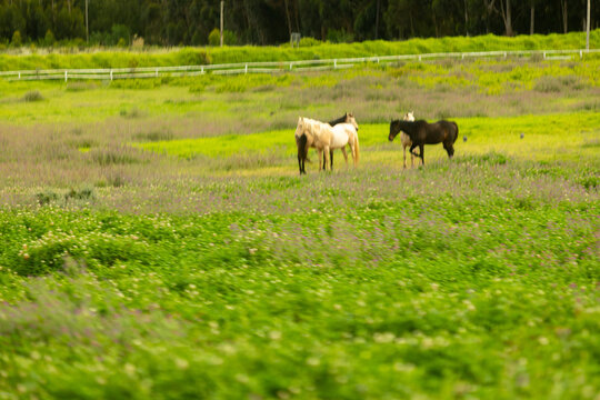 horses grazing in meadow, Stanford, South Africa