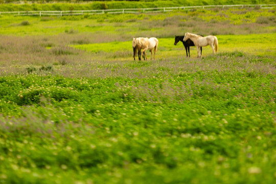 horses grazing in meadow, Stanford, South Africa