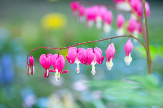 Dicentra spectabilis pink flowers grow in spring ornamental garden, selective focus