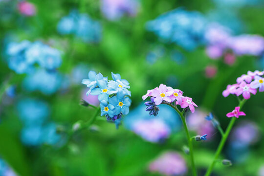 Blue and pink forget-me-not flowers grow in summer ornamental garden, selective focus
