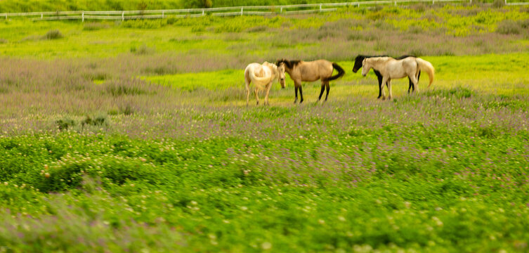 horses grazing in meadow, Stanford, South Africa