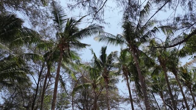 Low angle view of lush tropical palm trees swaying against clear blue sky in serene island forest, sunny summer vacation atmosphere, natural paradise, vacation travel and exotic nature exploration
