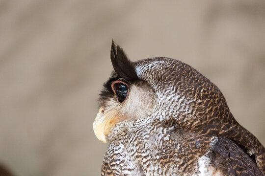 Side view of the Malay eagle-owl (Ketupa sumatrana), also called the barred eagle-owl