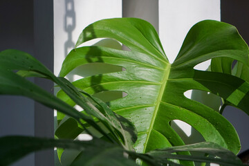 Large green monstera leaf bathed in soft sunlight. Dappled light highlights leaf's natural texture and splits. Foliage appears healthy, vibrant, and thriving in calm setting © jovinko