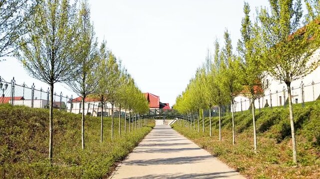 Scenic wide shot of an empty stone walkway lined with a symmetrical alley of young green trees on grassy hills in a contemporary urban park or residential area. 