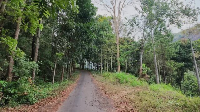 Narrow asphalt road winding through lush tropical forest path in Java, serene mountain landscape with trees, foliage, travel exploration, adventure, hiking trail, rural greenery, nature scenery